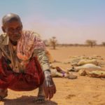 Ein Mann aus Somaila kauert verzweifelt vor den Kadavern seiner verendeten Tiere